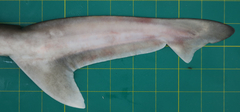 Chaenogaleus macrostoma