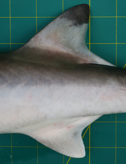 Chaenogaleus macrostoma