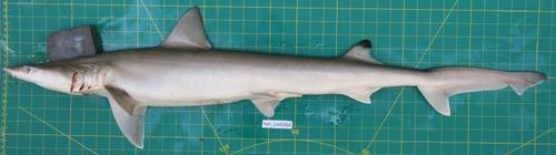 Chaenogaleus macrostoma observed 2020-02-21