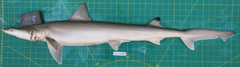 Chaenogaleus macrostoma