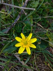 Ficaria verna