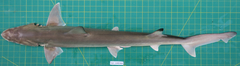 Chaenogaleus macrostoma