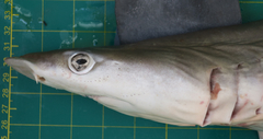 Chaenogaleus macrostoma