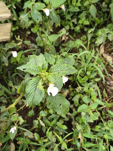 Impatiens burtonii