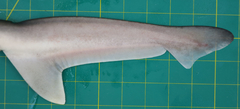 Chaenogaleus macrostoma