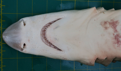 Chaenogaleus macrostoma