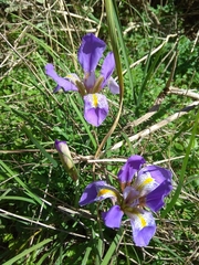 Iris unguicularis