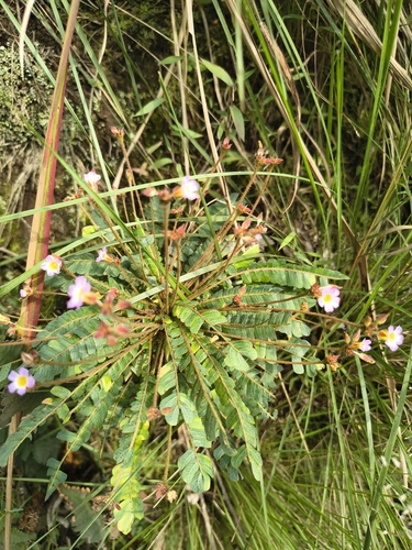 Biophytum helenae
