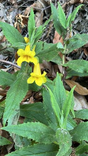 Hemichaena fruticosa (Hemichaena fruticosa)