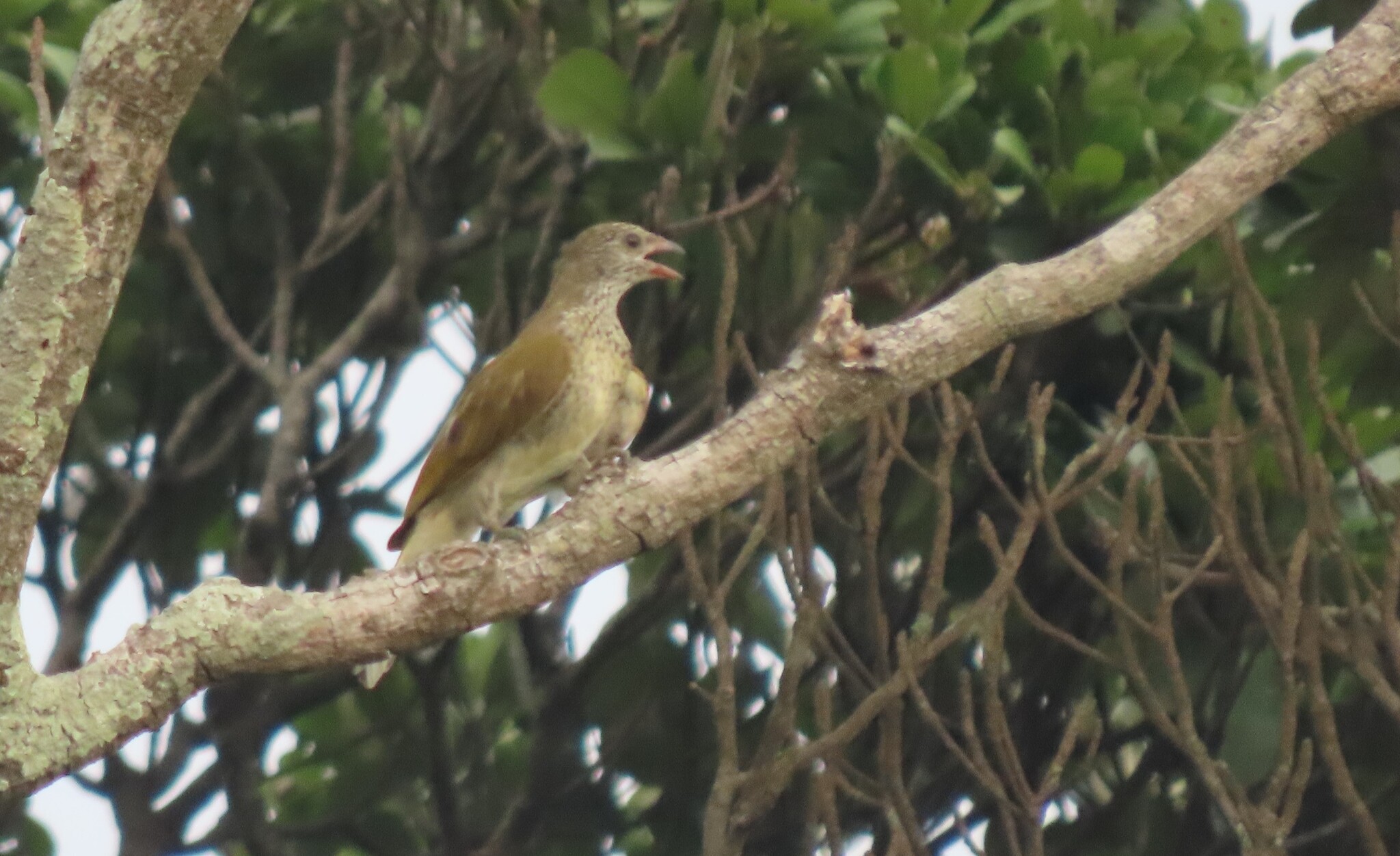 Scaly-throated Honeyguide (Indicator variegatus), photo 2