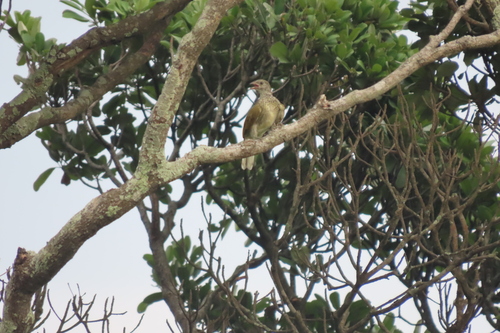 Scaly-throated Honeyguide (Indicator variegatus), photo 3