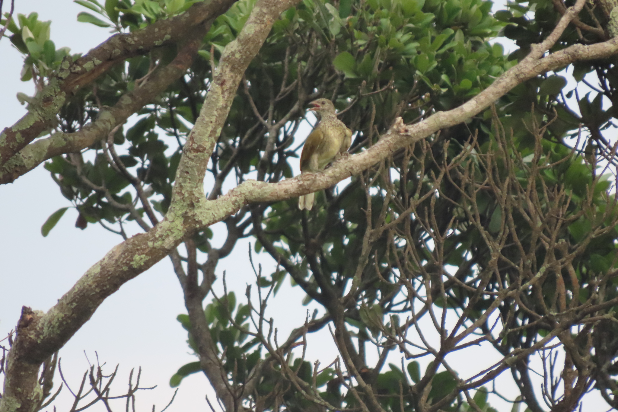 Scaly-throated Honeyguide (Indicator variegatus), photo 3
