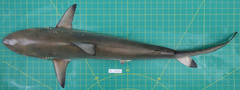 Carcharhinus sorrah