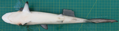 Carcharhinus sorrah