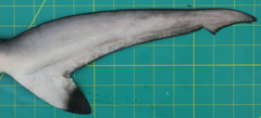 Carcharhinus sorrah