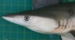 Carcharhinus sorrah