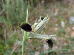 Iris tuberosa