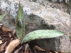Erythronium umbilicatum