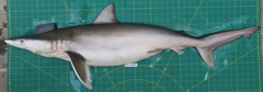 Carcharhinus macloti