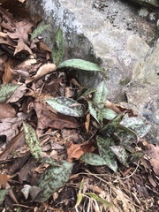 Erythronium umbilicatum