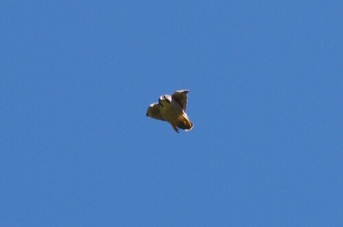 Lanner Falcon
