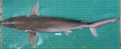 Carcharhinus macloti