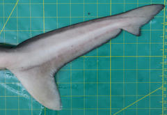 Carcharhinus macloti