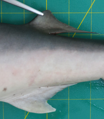 Carcharhinus macloti