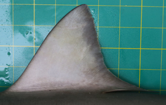 Carcharhinus macloti