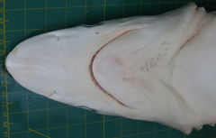 Carcharhinus macloti