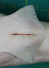 Carcharhinus macloti