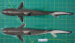 Carcharhinus macloti