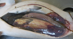 Carcharhinus macloti