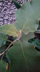 Solanum