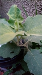 Solanum