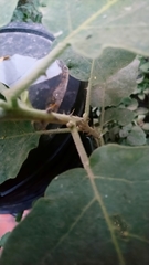 Solanum