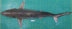 Carcharhinus macloti