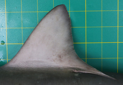 Carcharhinus macloti
