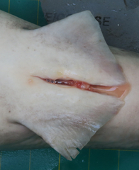 Carcharhinus macloti