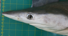 Carcharhinus macloti