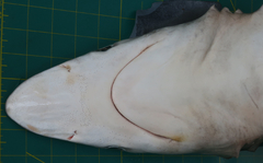 Carcharhinus macloti