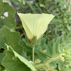 Pavonia senegalensis