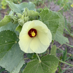 Pavonia senegalensis
