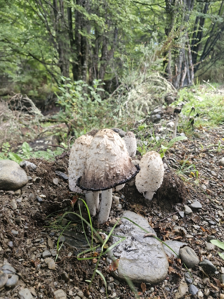 Coprinus comatus · February 2026 · photo: © samuelgonzalezariztia (iNaturalist, cc-by)