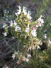 Salvia rosmarinus