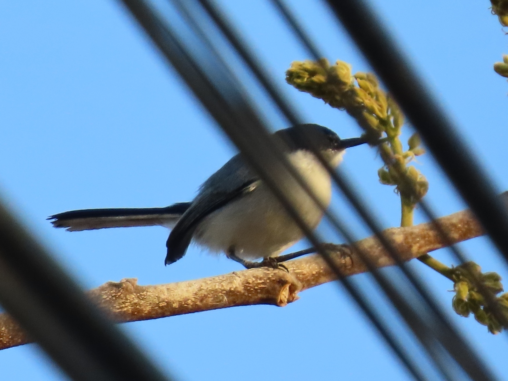White-lored Gnatcatcher (Polioptila albiloris), photo 6