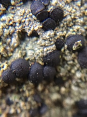 Tephromelataceae