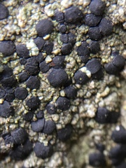 Tephromelataceae