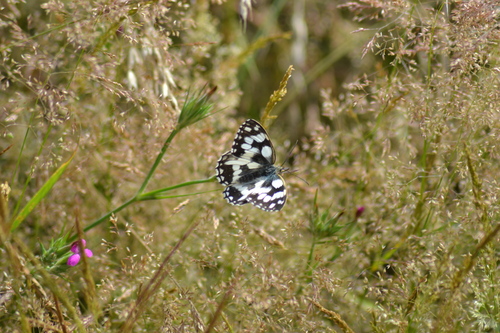 Melanargia galathea