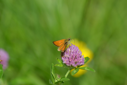 Thymelicus sylvestris
